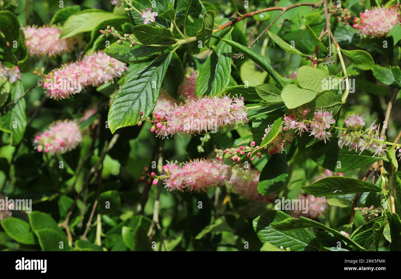 Un primo piano dei fiori di Clethra Alnifolia "Ruby Spice" Foto Stock