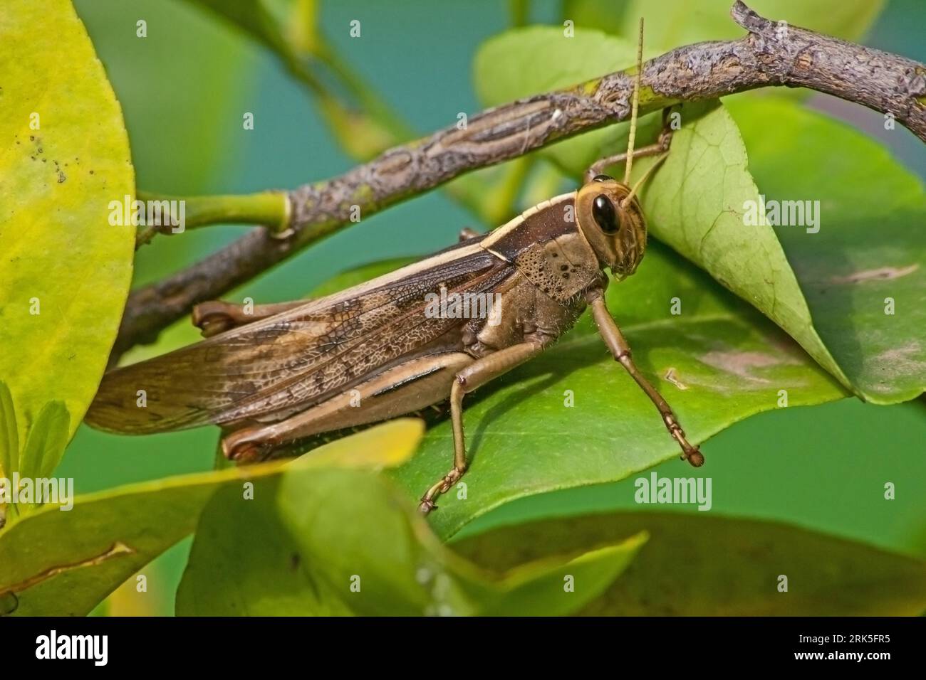 Grasshopper Cyrtacanthacris aeruginosa 13458 Foto Stock