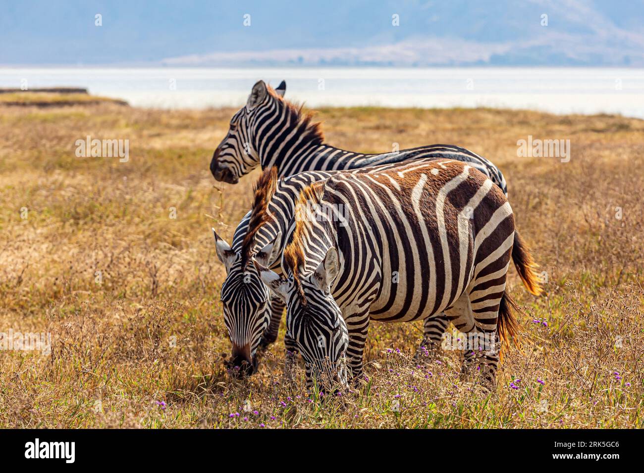 Una mandria di zebre africane che corre all'unisono su una prateria soleggiata Foto Stock