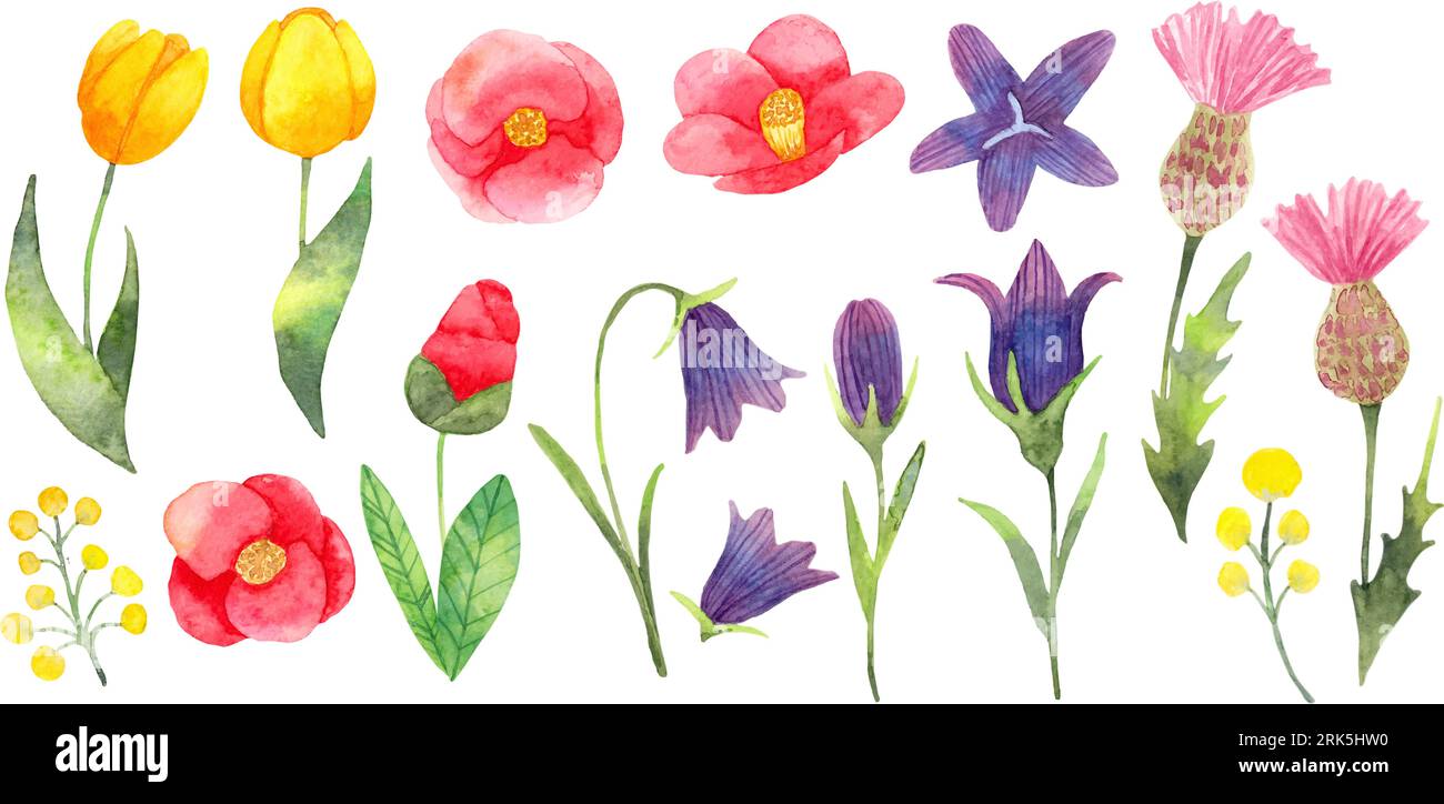 Set di fiori semplici.camelia giapponese, tulipani, fiore, cardo.Clipart di fiori per un design semplice ed elegante.illustrazione ad acquerello. Illustrazione Vettoriale