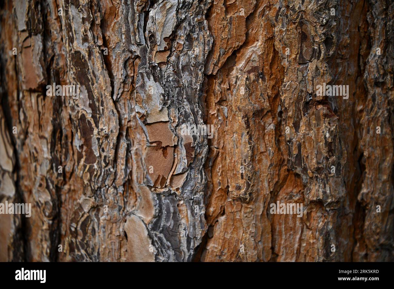 Primo piano del tronco di quercia a Cefalù Sicilia, Italia. Foto Stock