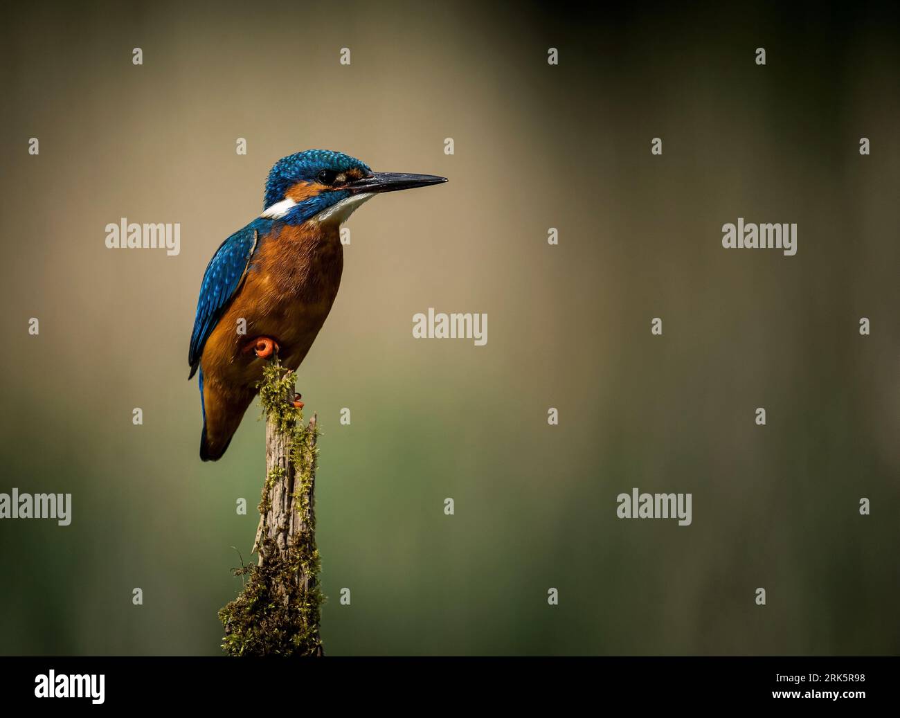 Un vivace kingfisher blu e bianco si trova in cima a un ramo spietato in una lussureggiante foresta verde Foto Stock