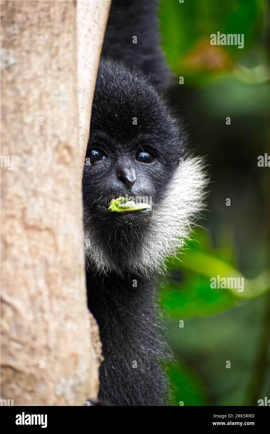 Primo piano di una scimmia nera carina con orecchie bianche che mangiano una foglia mentre si aggrappano a un albero Foto Stock