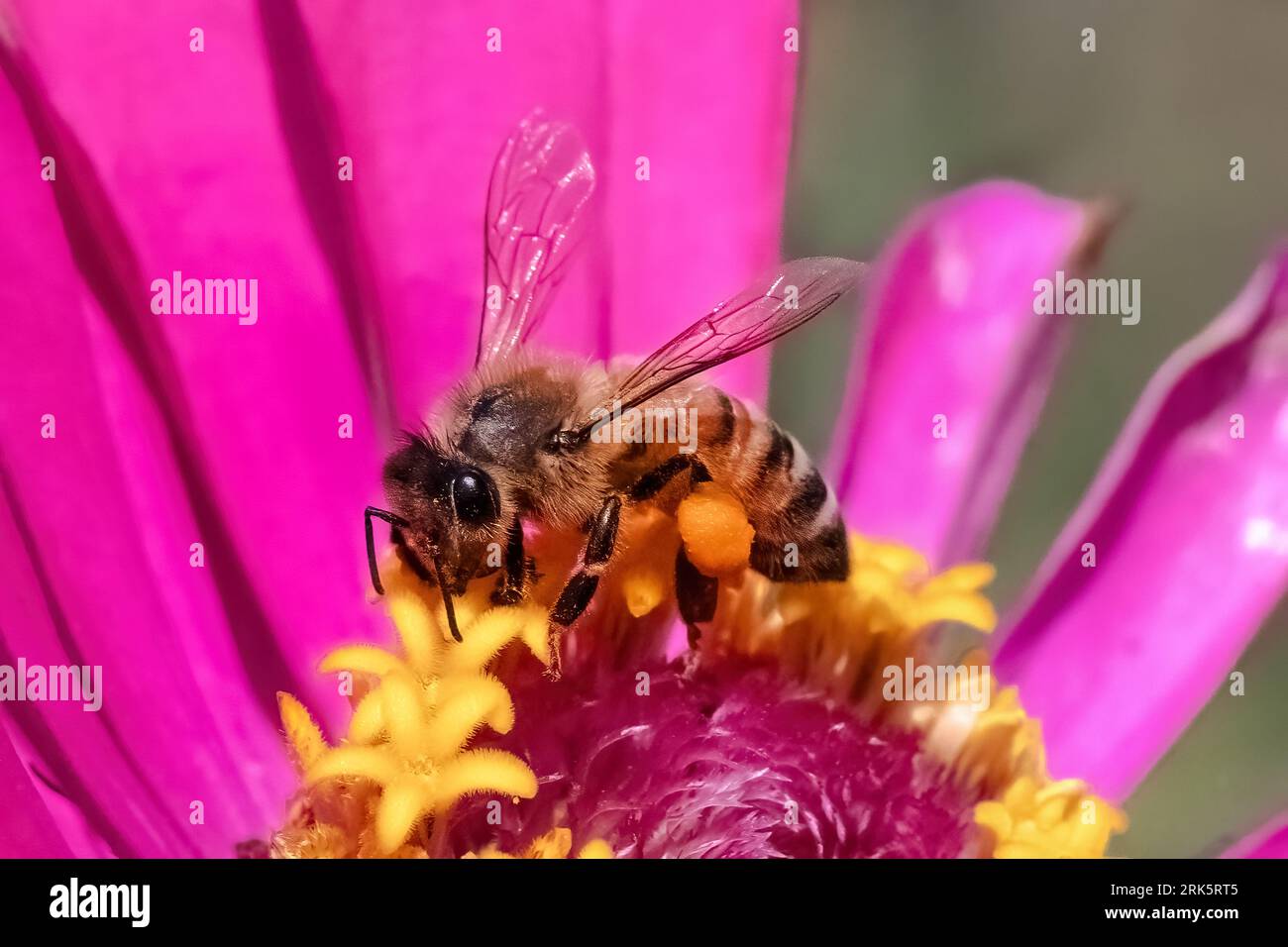 An European Honey Bee (Apis mellifera) pollinating a pink zinnia flower. Long Island, New York, USA Foto Stock