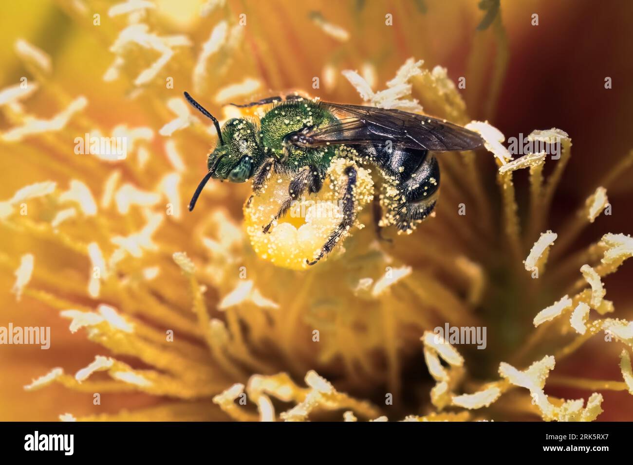 Ape sudore bicolore verde metallizzato (Agapostemon virescens) impollinazione e raccolta su una rosa gialla di fiore di cactus del Texas, Long Island, New York. Foto Stock
