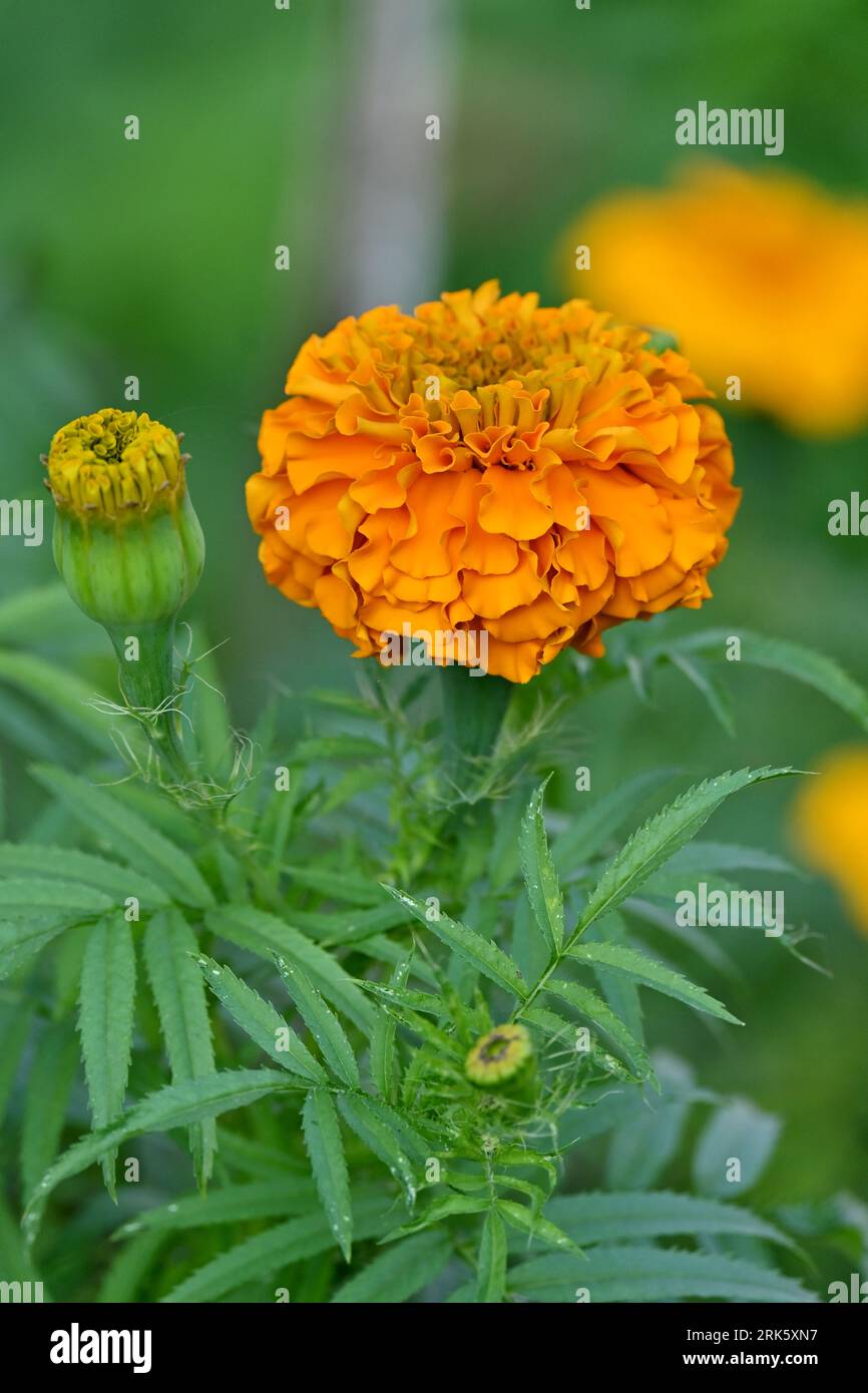 Due fiori gialli vivaci seduti uno accanto all'altro, uno di fronte all'altro in una bella e tranquilla esposizione Foto Stock