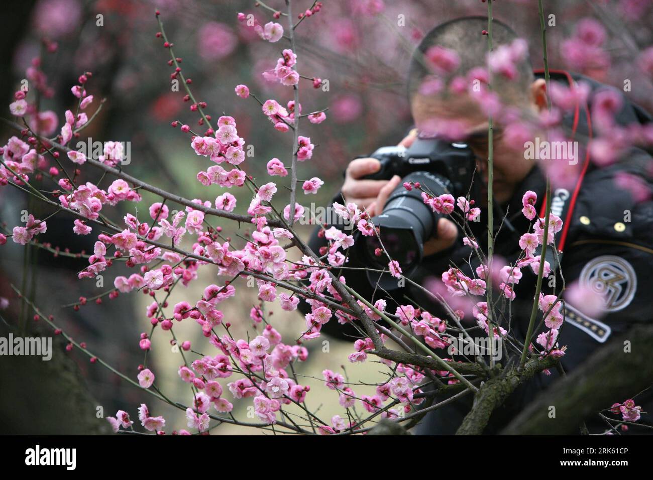 Bildnummer: 53781724 Datum: 06.02.2010 Copyright: imago/Xinhua (100207) -- WUHAN, 7 febbraio 2010 (Xinhua) -- un uomo scatta foto degli efflorescenti arbusti fioriti di prugne, come la cerimonia di apertura del Wuhan East Lake Plum Blossom Festival 2010 che si terrà presso il giardino di prugne del Lago Est, un notevole resort panoramico a Wuhan, nella provincia di Hubei, nella Cina centrale, il 6 febbraio 2010. Durante il festival si svolgeranno una serie di attività culturali e divertenti, tra cui il matchmaking attraverso la prugna, la prugna evidenziando l'avvento della nuova primavera, ecc., fino alla sua conclusione l'8 marzo. (Xinhua/W Foto Stock
