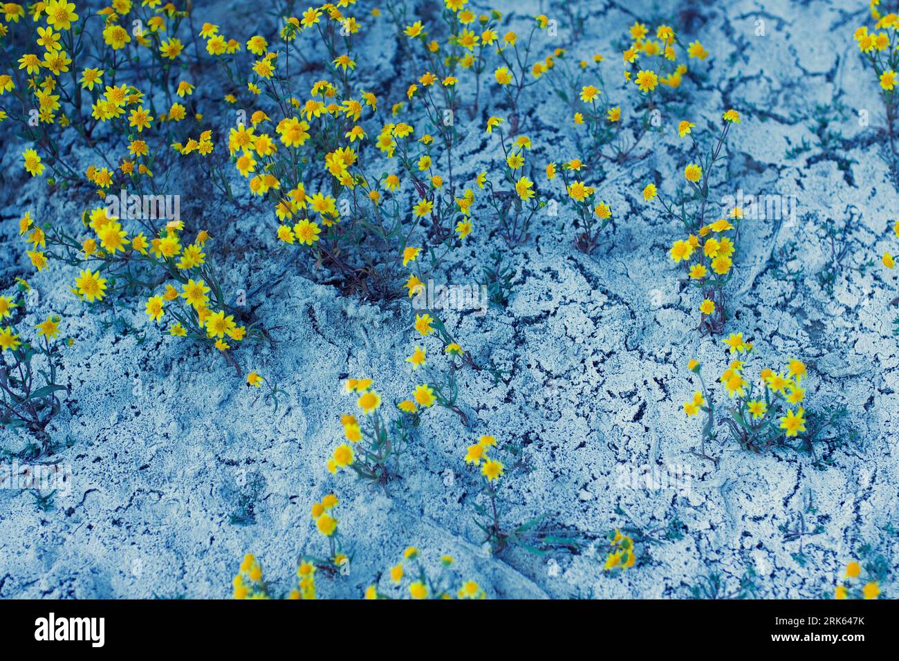 California Superbloom Foto Stock