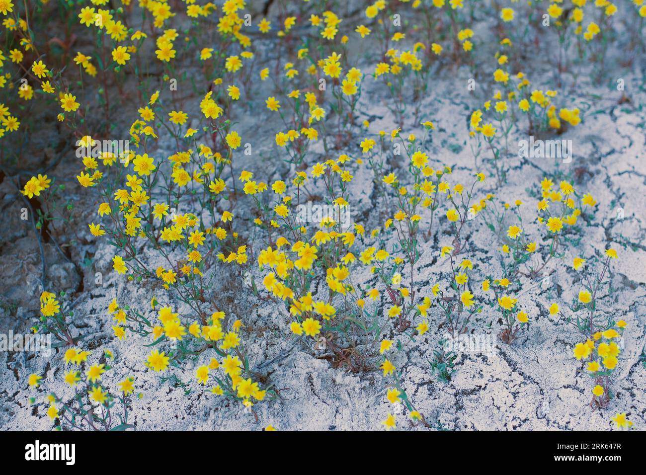California Superbloom Foto Stock