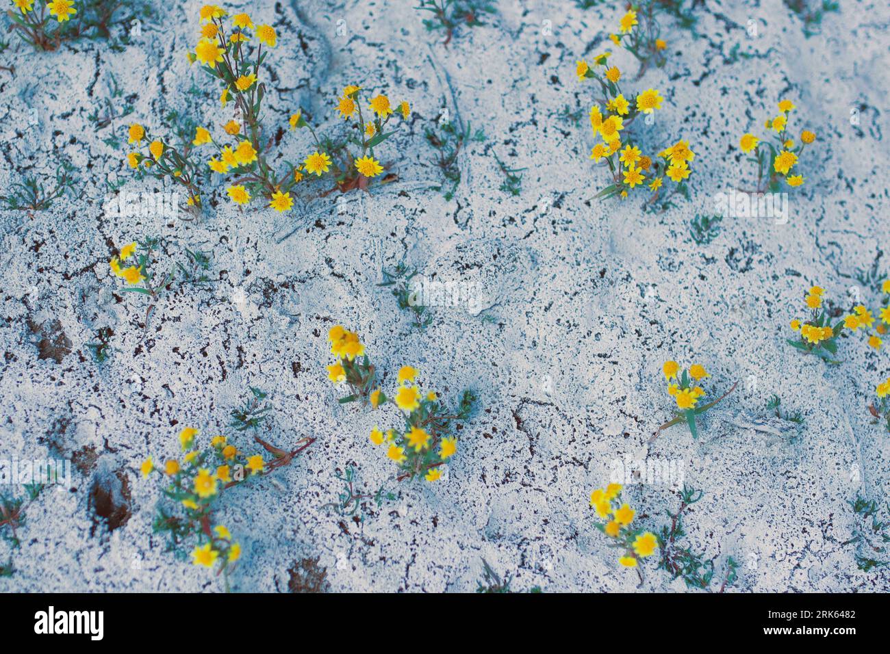 California Superbloom Foto Stock