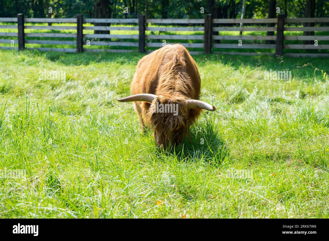 Il bestiame delle Highland (Bos primigenius F. taurus) pascolano su un prato verde Foto Stock