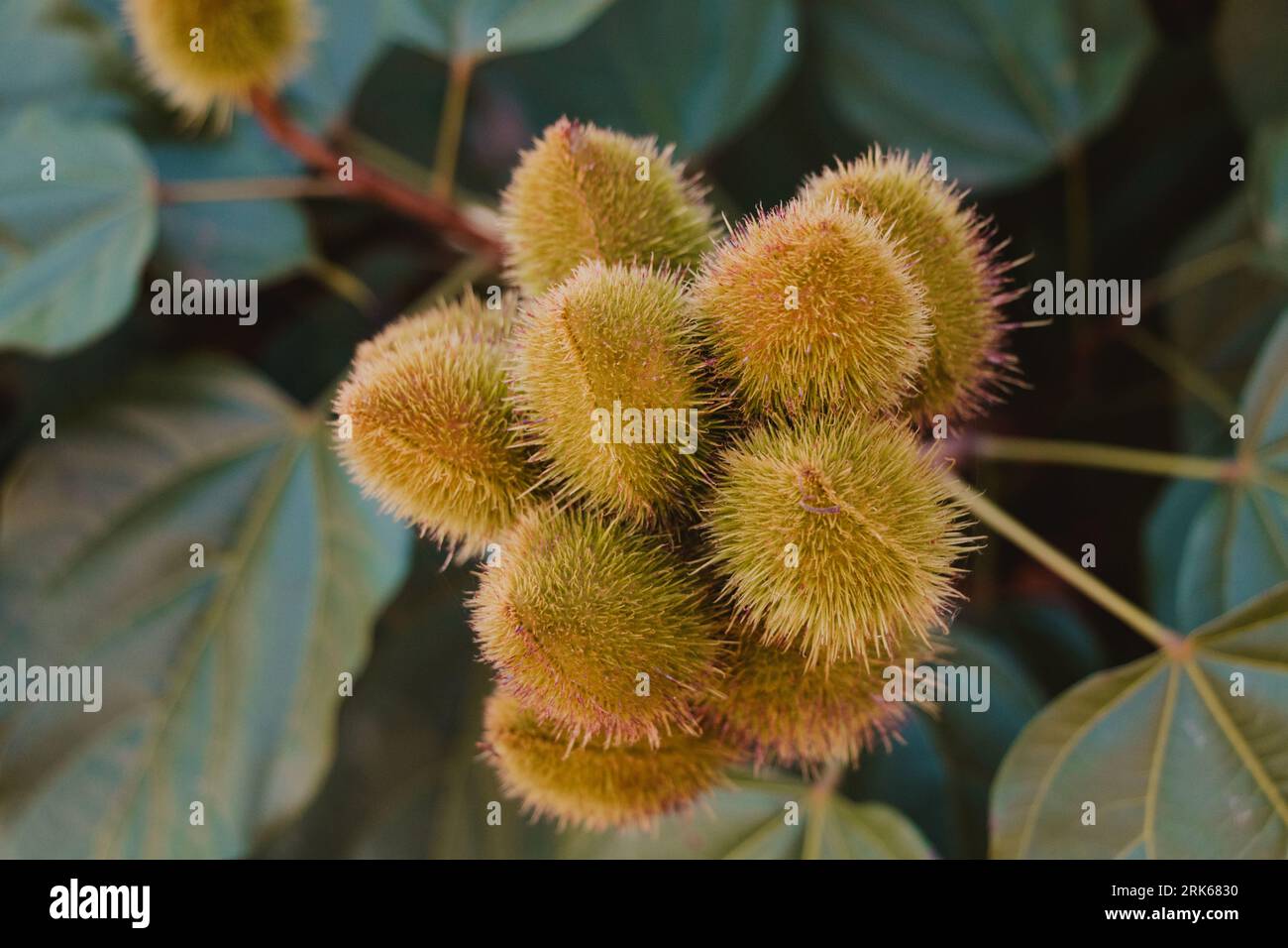 stabilimento di annatto branch in natura Foto Stock