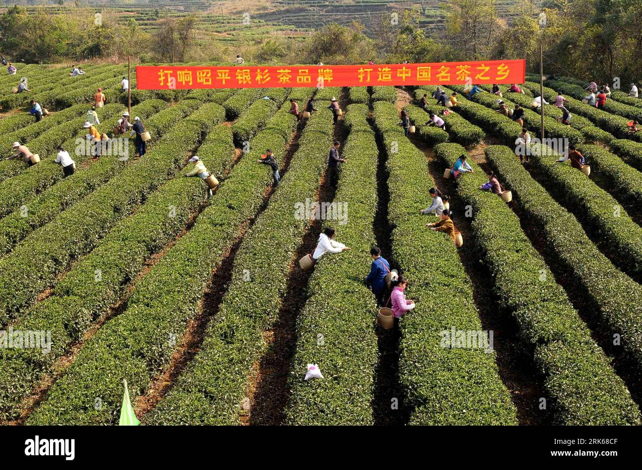 Bildnummer: 53811478 Datum: 22.02.2010 Copyright: imago/Xinhua (100222) -- ZHAOPING (GUANGXI), 22 febbraio 2010 (Xinhua) -- i coltivatori di tè conducono operazioni di raccolta del tè nel loro giardino ecologico nella contea di Zhaoping, nella regione autonoma del Guangxi Zhuang della Cina sud-occidentale, 22 febbraio 2010. Le piogge adeguate e l'aumento della temperatura hanno recentemente portato alla raccolta del tè primaverile circa 15 giorni prima dello scorso anno in questa zona. (Xinhua/Huang Xuhu)(wyx) (7)TÈ CHINA-GUANGXI-PICKING (CN) PUBLICATIONxNOTxINxCHN China Wirtschaft Landwirtschaft Tee Teeernte Teeanbau kbdig xub 2010 quer premiumd o0 Ernte, Erntehelfer Bi Foto Stock