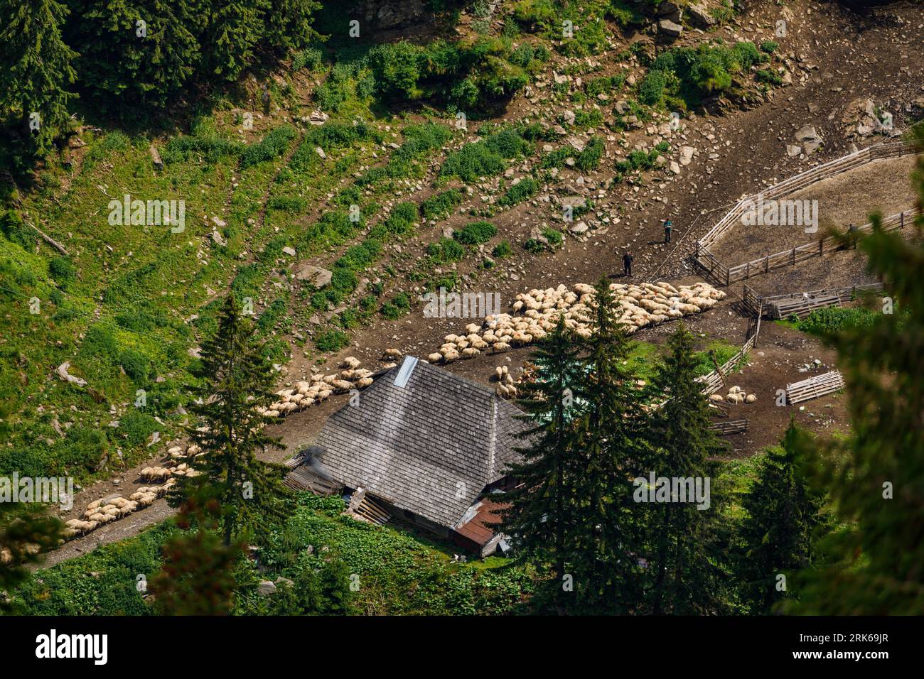 Una mandria di pecore nei Carpazi in Romania Foto Stock