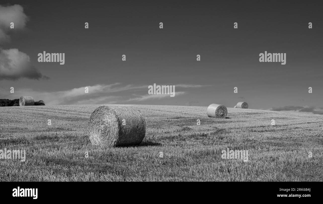 Raccogliere balle in mono Foto Stock