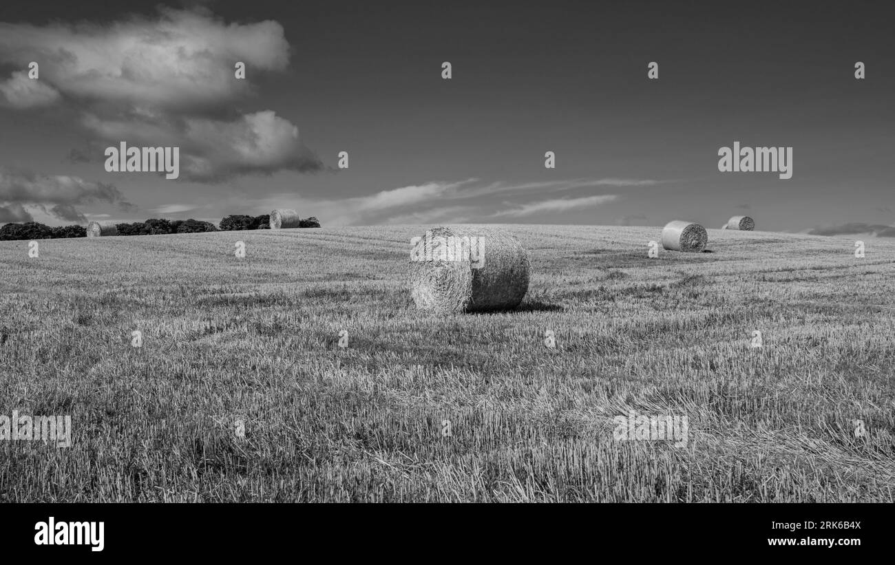 Raccogliere balle in mono Foto Stock