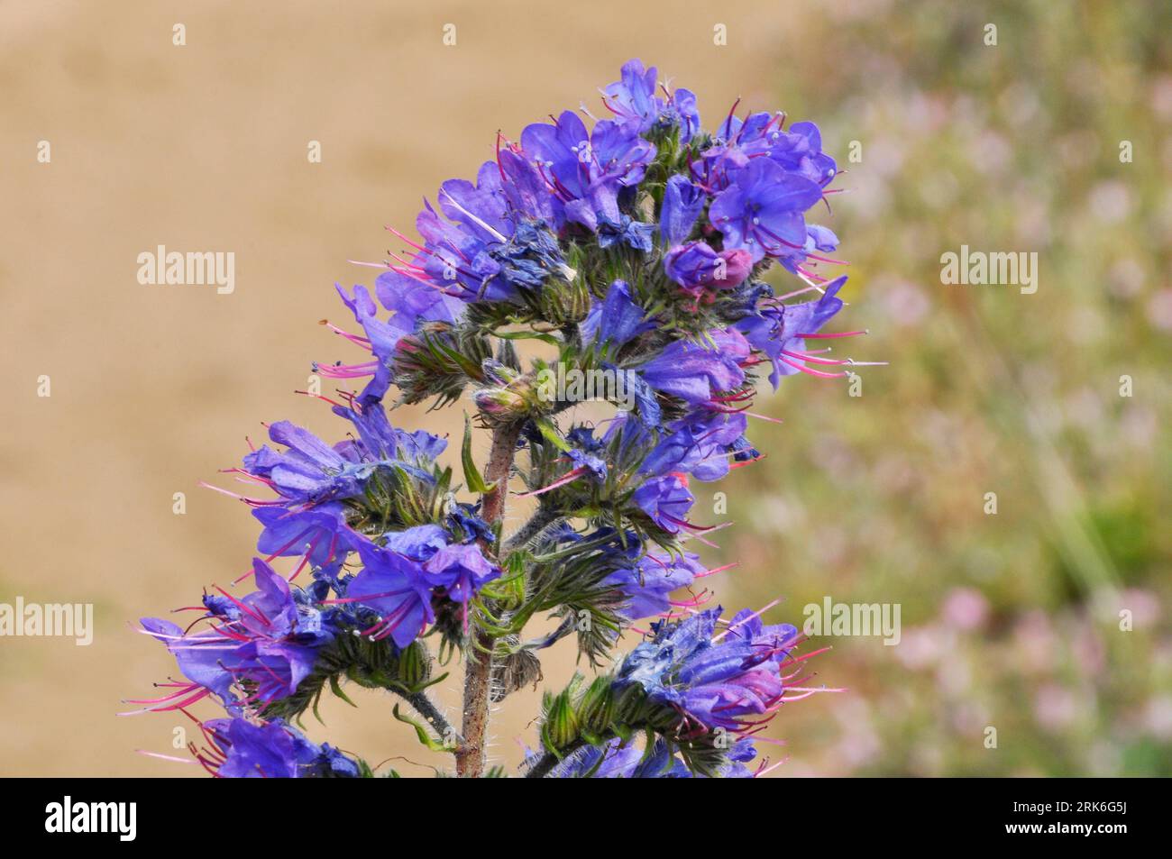 Vipera's-bugloss,' Echium vulgare'Upright, punte di fiori blu a forma di imbuto macchiate su praterie di gesso, dune di sabbia, scogliere, sponde e grovigli disturbati Foto Stock