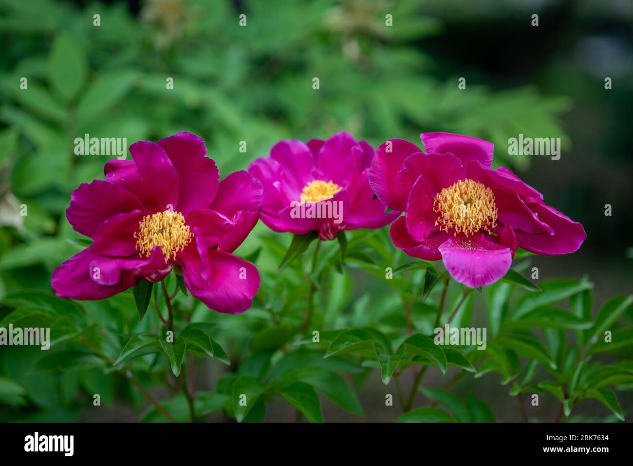 Le tre peonie rosa fiorite di latte (Paeonia lactiflora) fioriscono in un lussureggiante giardino Foto Stock