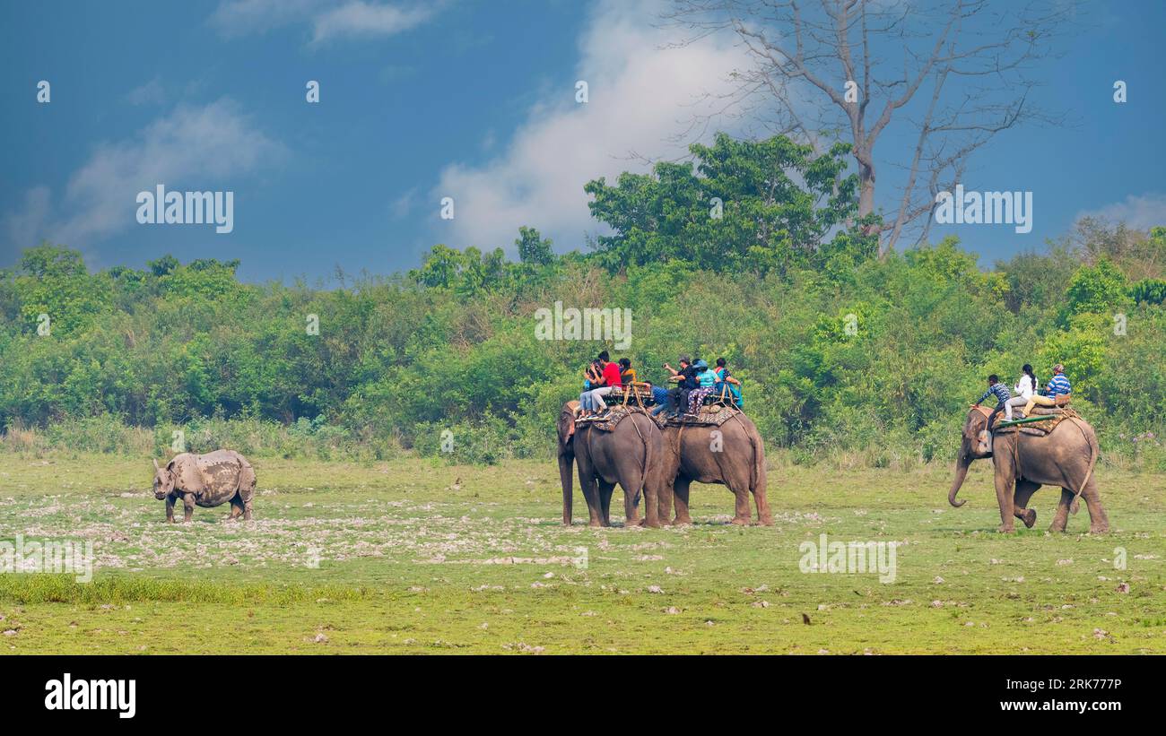 La gente si sta godendo un safari con gli elefanti al parco nazionale di Kaziranga, Assam, India. Sulla schiena degli elefanti si possono osservare i rinoceronti da una distanza molto vicina. Foto Stock