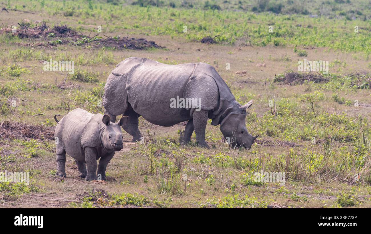 Un rinoceronte con corna singola femmina e il suo bambino pascolano, rinoceronte con corna singola si trovano nel Parco Nazionale di Kaziranga, Assam, India. Foto Stock