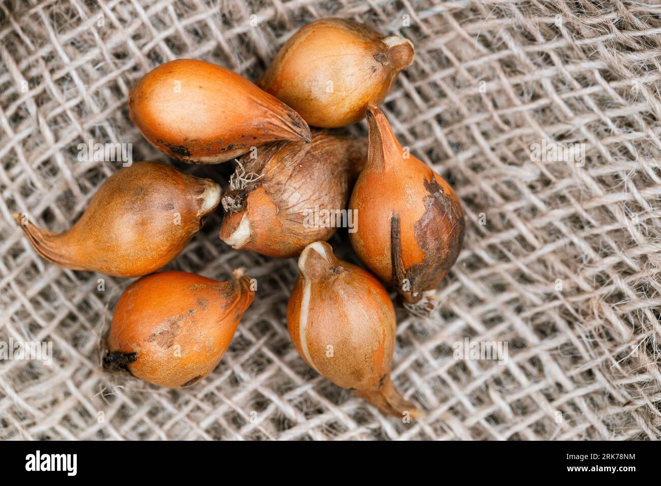 Specie bulbi di tulipano sylvestris prima di piantare su burlap Foto Stock