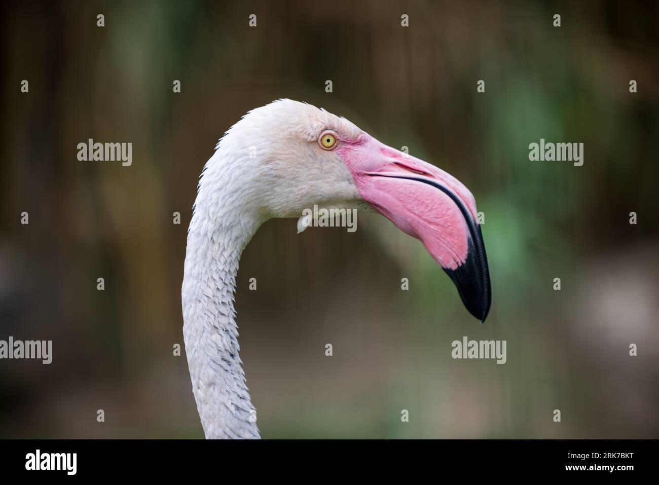 Una vista ravvicinata di un fenicottero rosa, che mostra le sue piume rosa Foto Stock