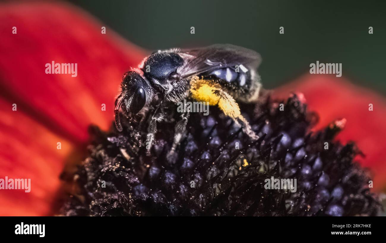 Un macro di un'ape sudore Lasioglossum che porta polline sulle gambe Foto Stock