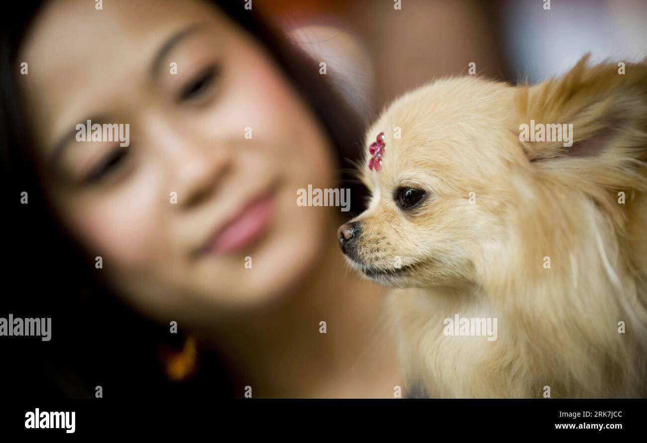 Bildnummer: 53920429 Datum: 06.04.2010 Copyright: imago/Xinhua (100406) - HONG KONG, 6 aprile 2010 (Xinhua) -- Un cane e il suo padrone partecipano a una mostra canina organizzata da un centro commerciale a Hong Kong, nel sud della Cina, 6 aprile 2010. (Xinhua/lui Siu Wai) (zhs) (3)CHINA-HONG KONG-DOG-SHOW (CN) PUBLICATIONxNOTxINxCHN Gesellschaft Tiere kbdig xmk 2010 quer o0 Haustier Hund Bildnummer 53920429 Data 06 04 2010 Copyright Imago XINHUA Hong Kong 6 aprile 2010 XINHUA A Dog e il suo Master partecipano a una mostra canina organizzata da un centro commerciale di Hong Kong Cina del Sud 6 aprile 2010 XINHUA lui Siu Wai 3 Cina Hong K Foto Stock