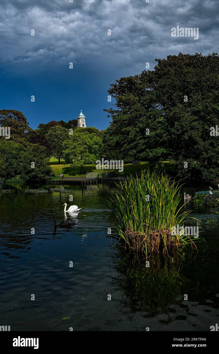 Brighton Regno Unito 24 agosto 2023 - il sole prende la torre dell'orologio e un cigno nel Queens Park Brighton dopo che un temporale era passato sopra la città questo pomeriggio : Credit Simon Dack / Alamy Live News Foto Stock