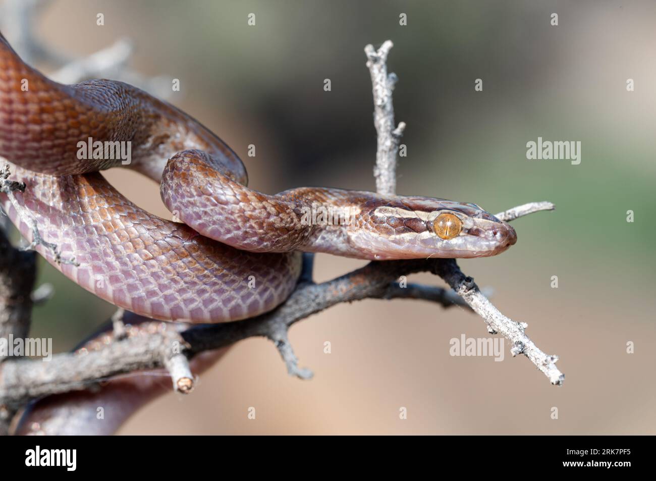 Si tratta di un serpente della casa marrone (Boaedon capensis) una specie non velenosa di serpente originaria dell'Africa meridionale Foto Stock