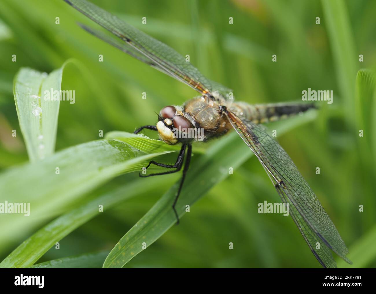 Dragonfly Chaser a quattro macchie. Nome scientifico: Libellula quadrimaculata. Classificazione superiore: Skimmer. Famiglia: Libellulidae. Ordine: Odonata. Foto Stock