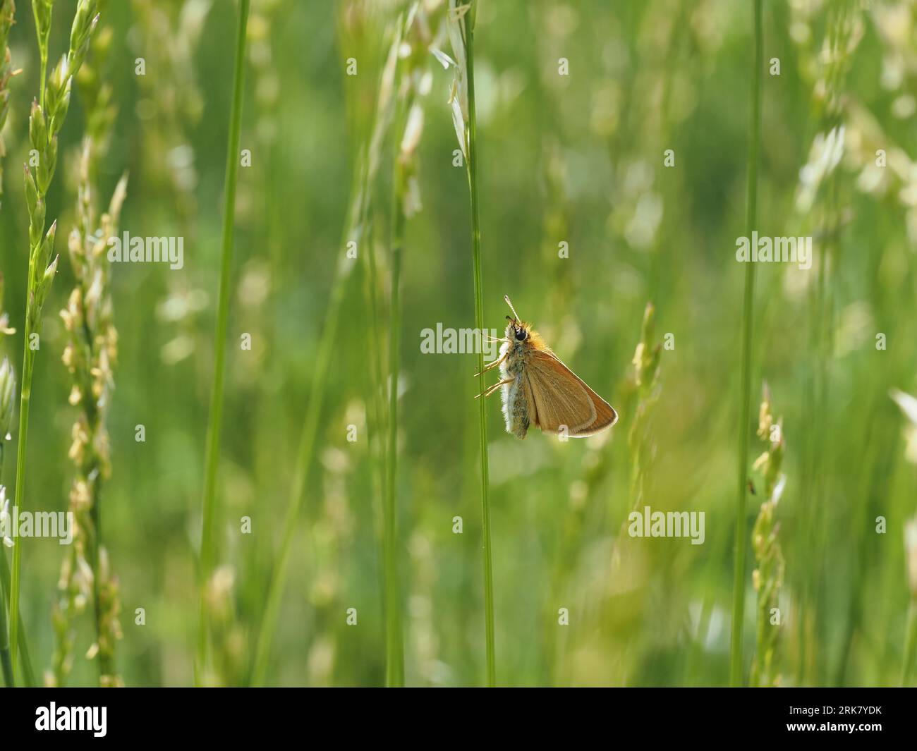 Piccolo skipper. Nome scientifico: Thymelicus sylvestris. Classificazione superiore: Farfalle. Ordine: Lepidotteri. Famiglia: Hesperiidae. Regno: Animalia. Foto Stock