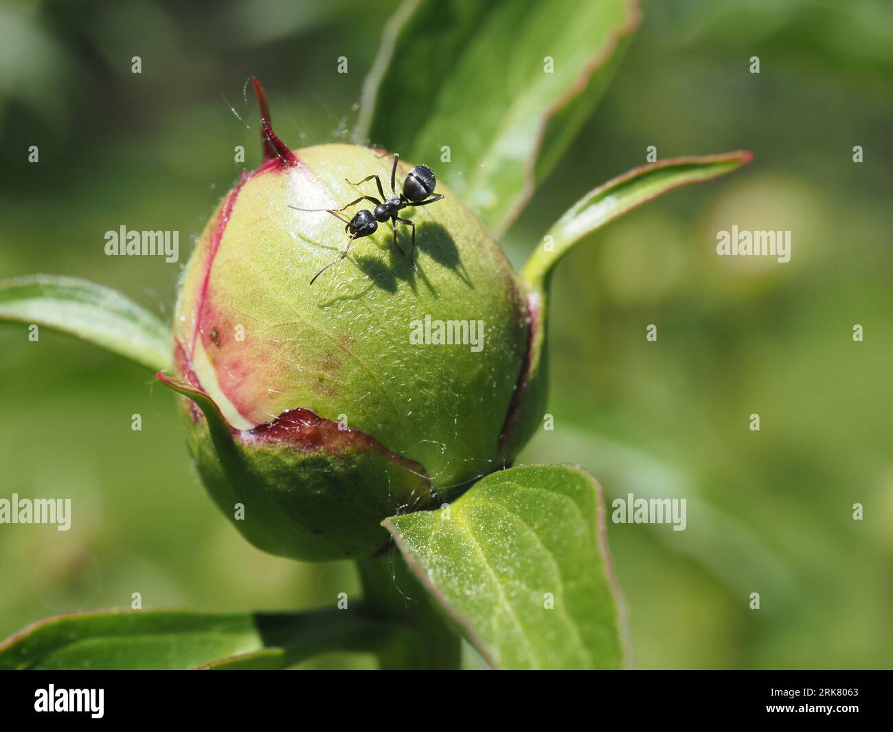 Spuntino pomeridiano per una formica da falegname su un bocciolo di peonia (maggio) Foto Stock