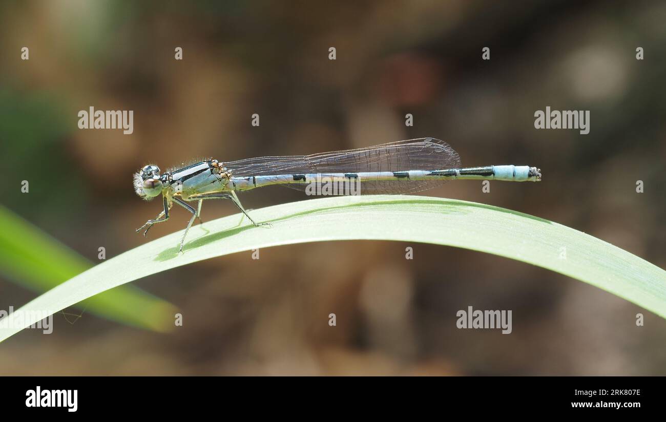 Damigella blu appollaiata su una lama d'erba. Foto Stock