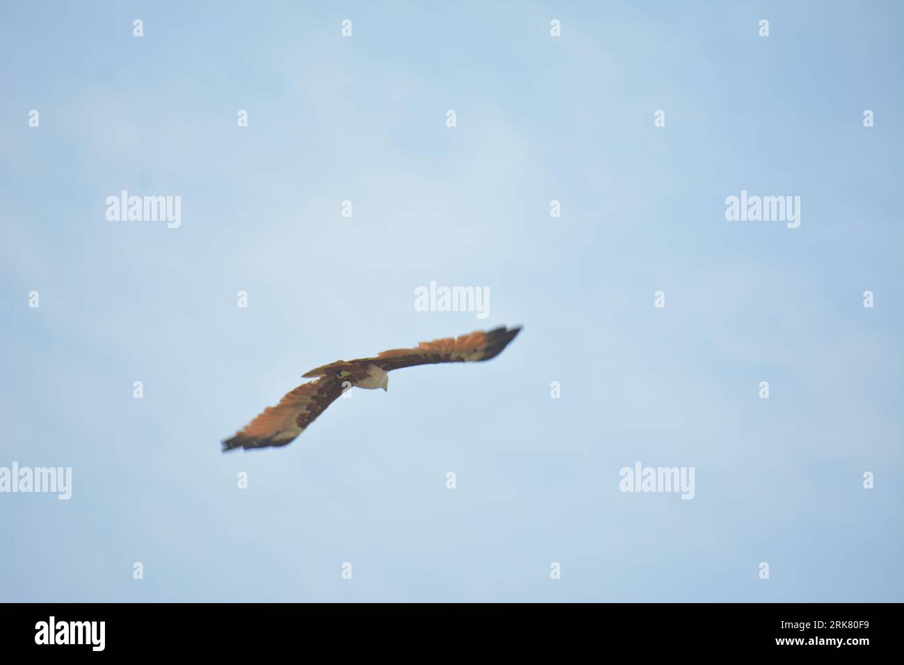 Flying Eagle con sfondo Blue Sky Foto Stock