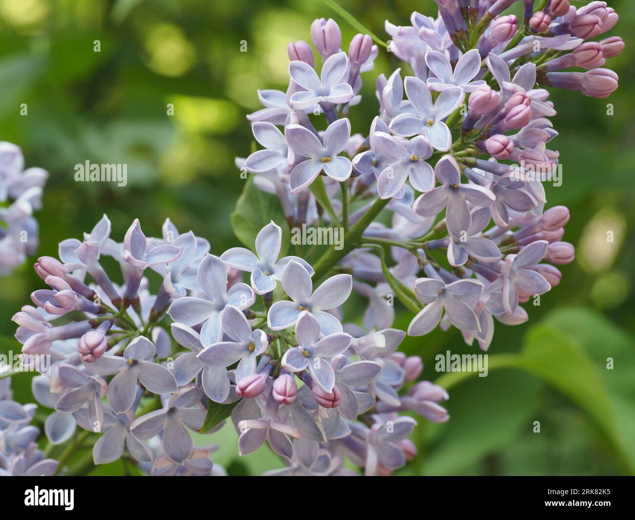 Lilla comune. Nome scientifico: Syesel vulgaris. Forma a foglia: A forma di cuore. Famiglia: Oleaceae. Ordine: Lamiales. Regno: Plantae. Foto Stock