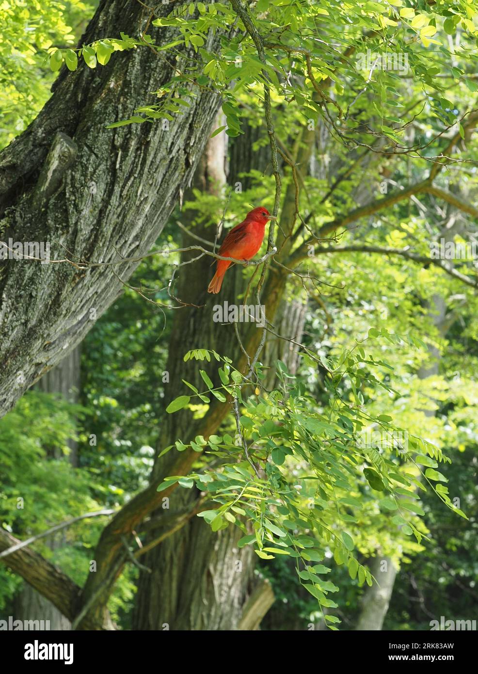 Uccello Tanager estivo appollaiato su un ramo di albero al Lincoln's New Salem in Illinois Foto Stock