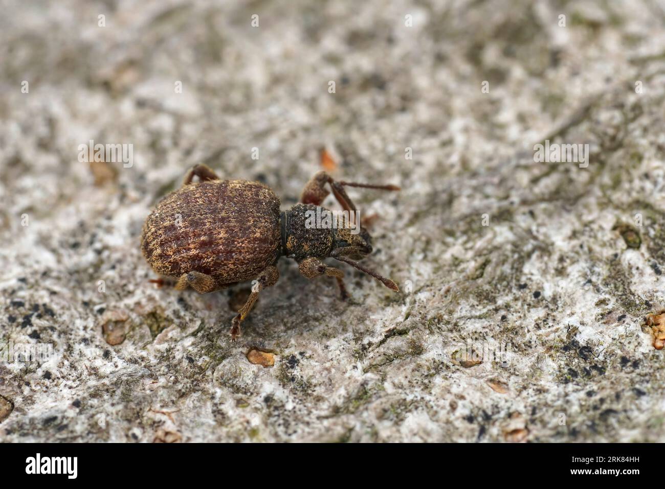 Primo piano naturale sul piccolo privet marrone dal naso largo weevil, Otiorhynchus crataegi seduto su legno Foto Stock