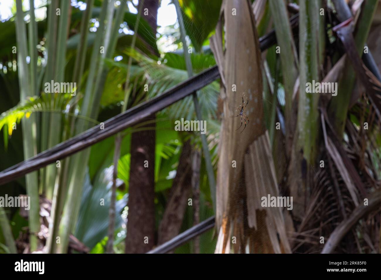 Il ragno tessitore a orlo dorato con zampe rosse è una ragnatela di cobweb nella foresta tropicale. Nephila inaurata. Si tratta di un grande ragno della famiglia Nephilidae Foto Stock