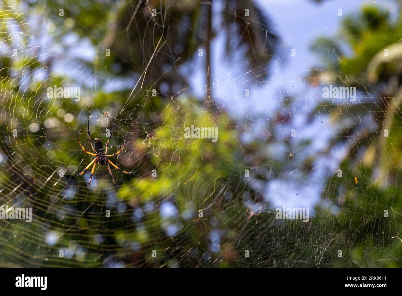 Il ragno tessitore oro in seta è sulla ragnatela, foto ravvicinata con messa a fuoco selettiva. Nephila inaurata, Seychelles Foto Stock
