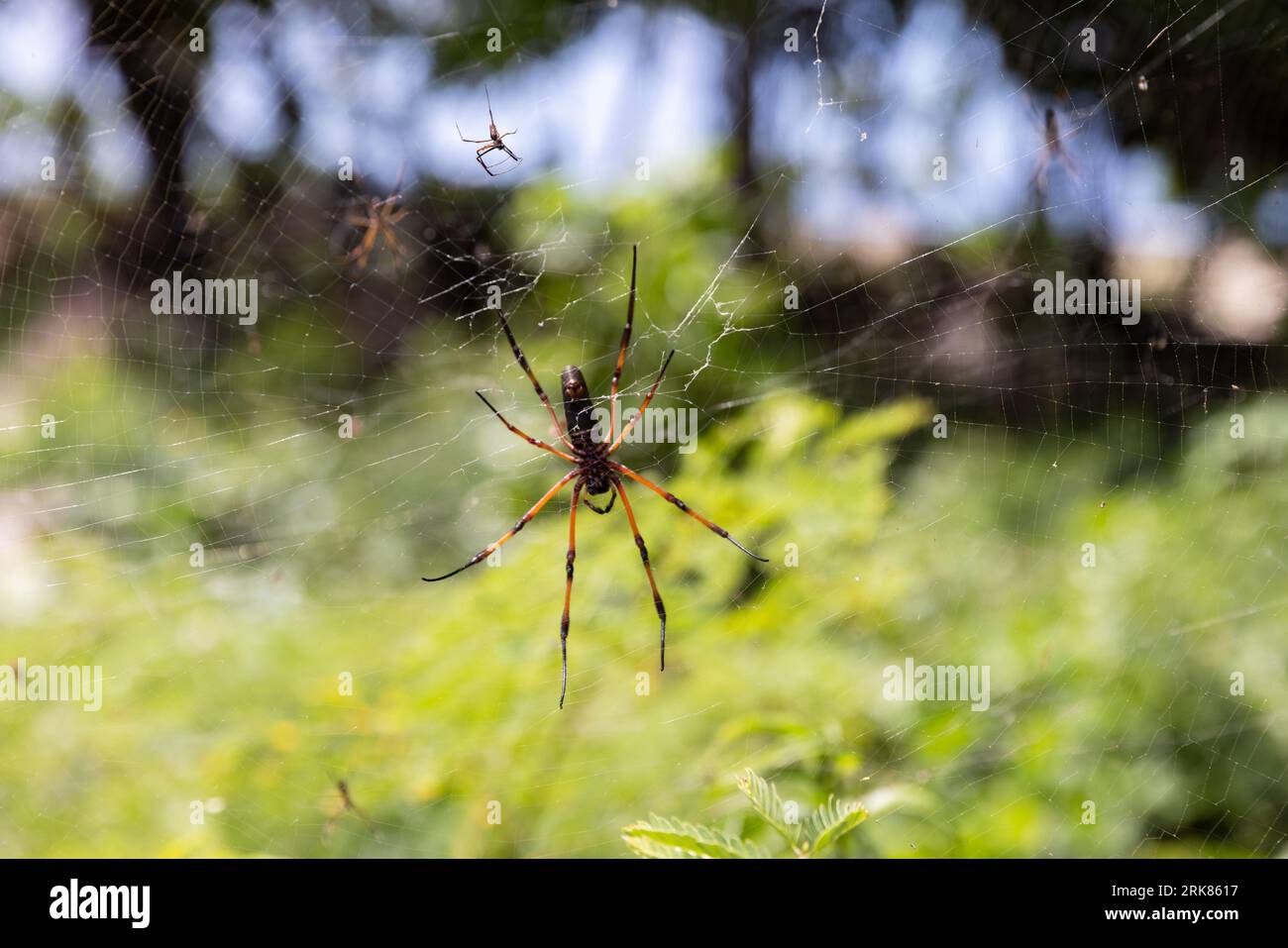 Nephila inaurata, Seychelles. Il ragno tessitore oro in seta è sulla ragnatela, foto ravvicinata con messa a fuoco selettiva Foto Stock