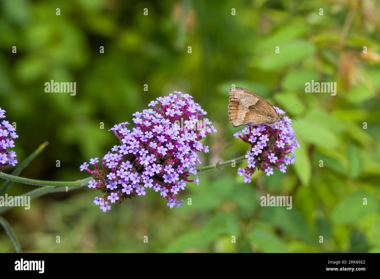 farfalla dai piedi a pennello marrone prato su vervano viola con sfondo verde sfocato Foto Stock