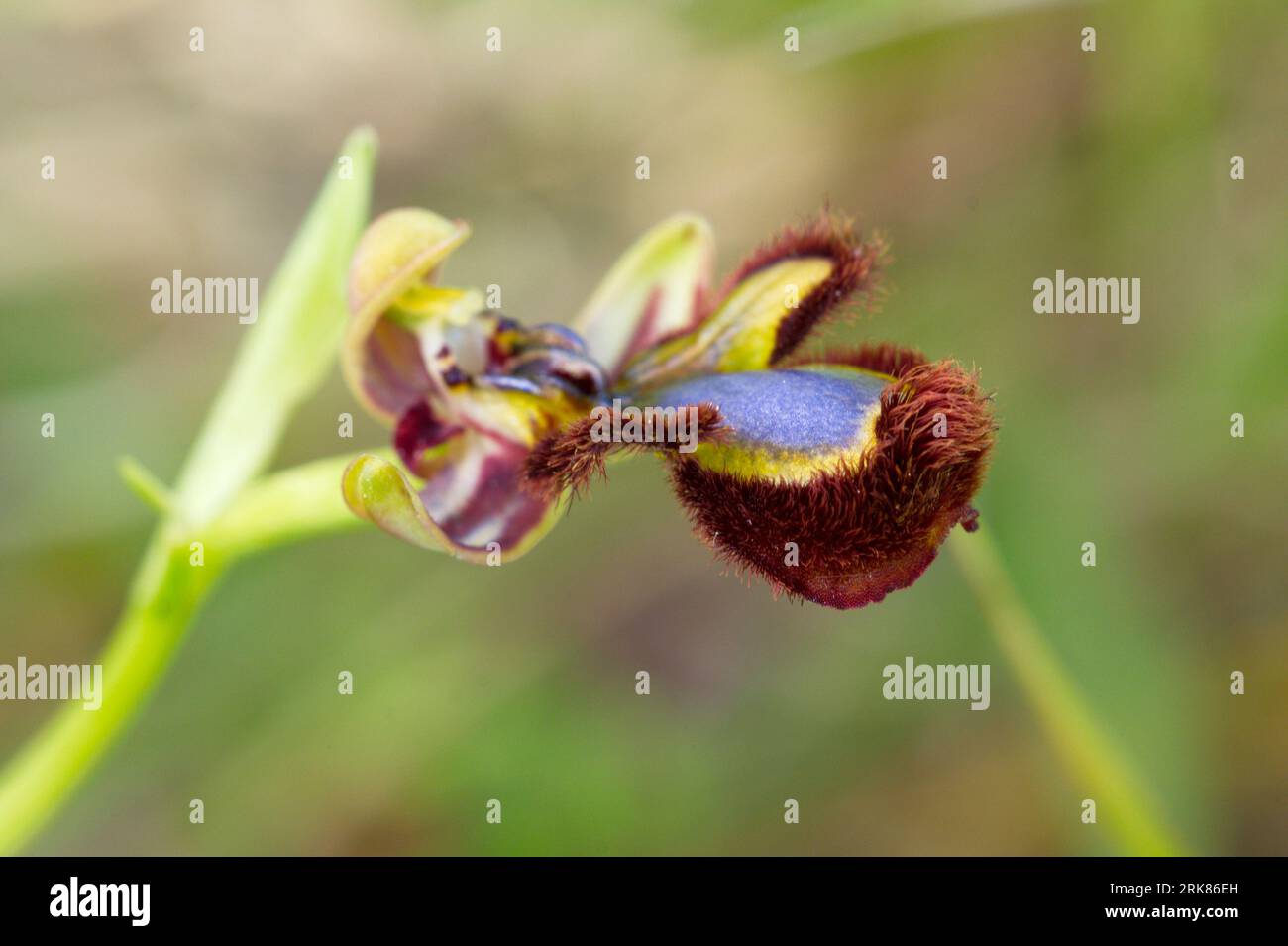Specchio Orchidea, Ophrys speculum. Orquidea abeja espejo. Foto Stock