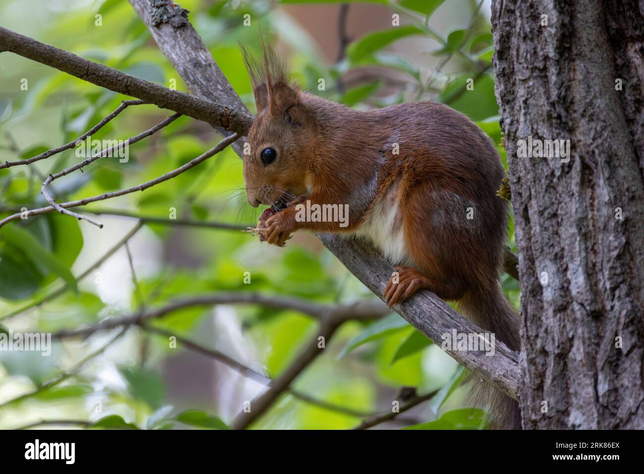 Un piccolo scoiattolo marrone arroccato su un ramo di albero, gustando un pasto. Foto Stock