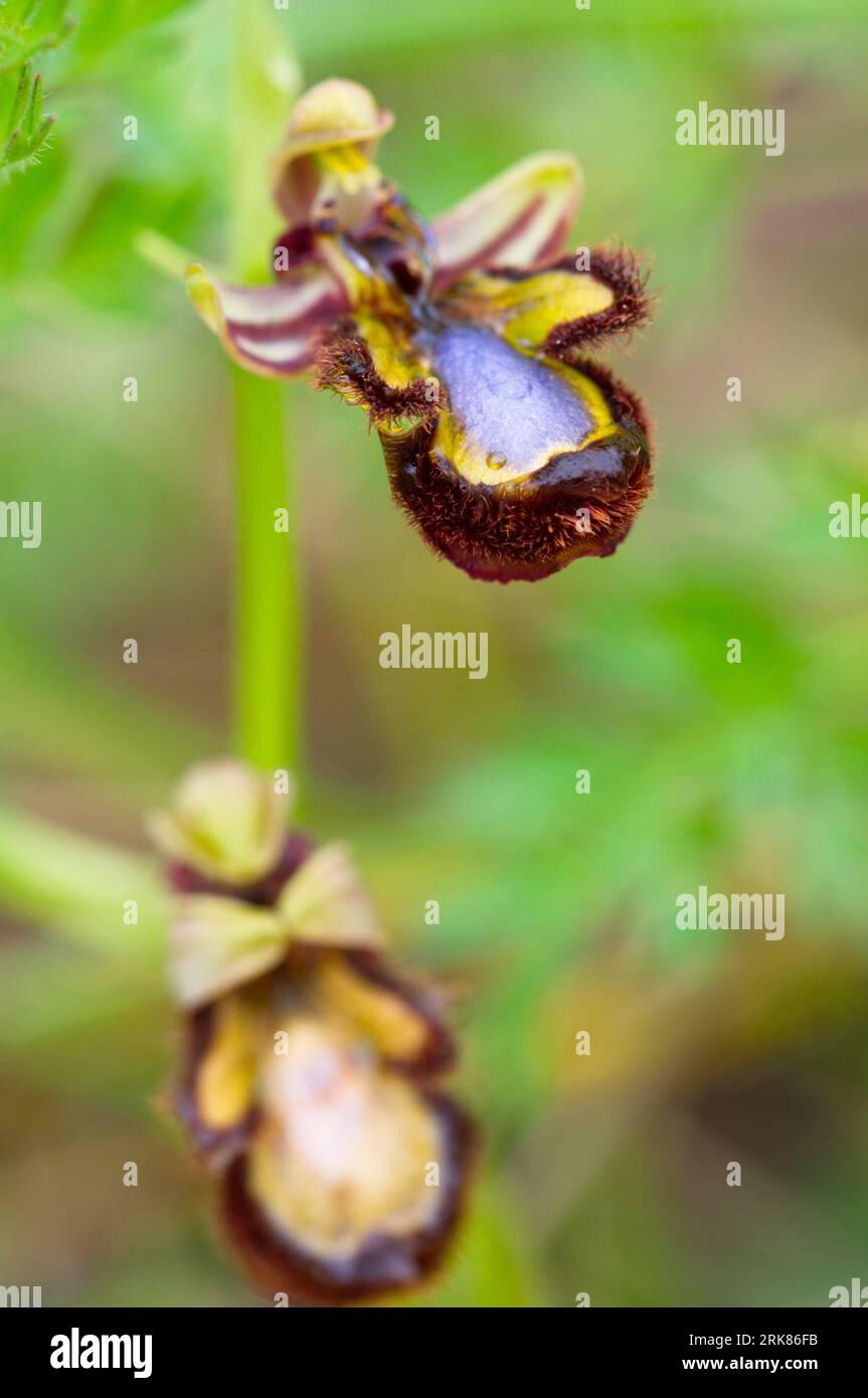 Specchio Orchidea, Ophrys speculum. Orquidea abeja espejo. Foto Stock