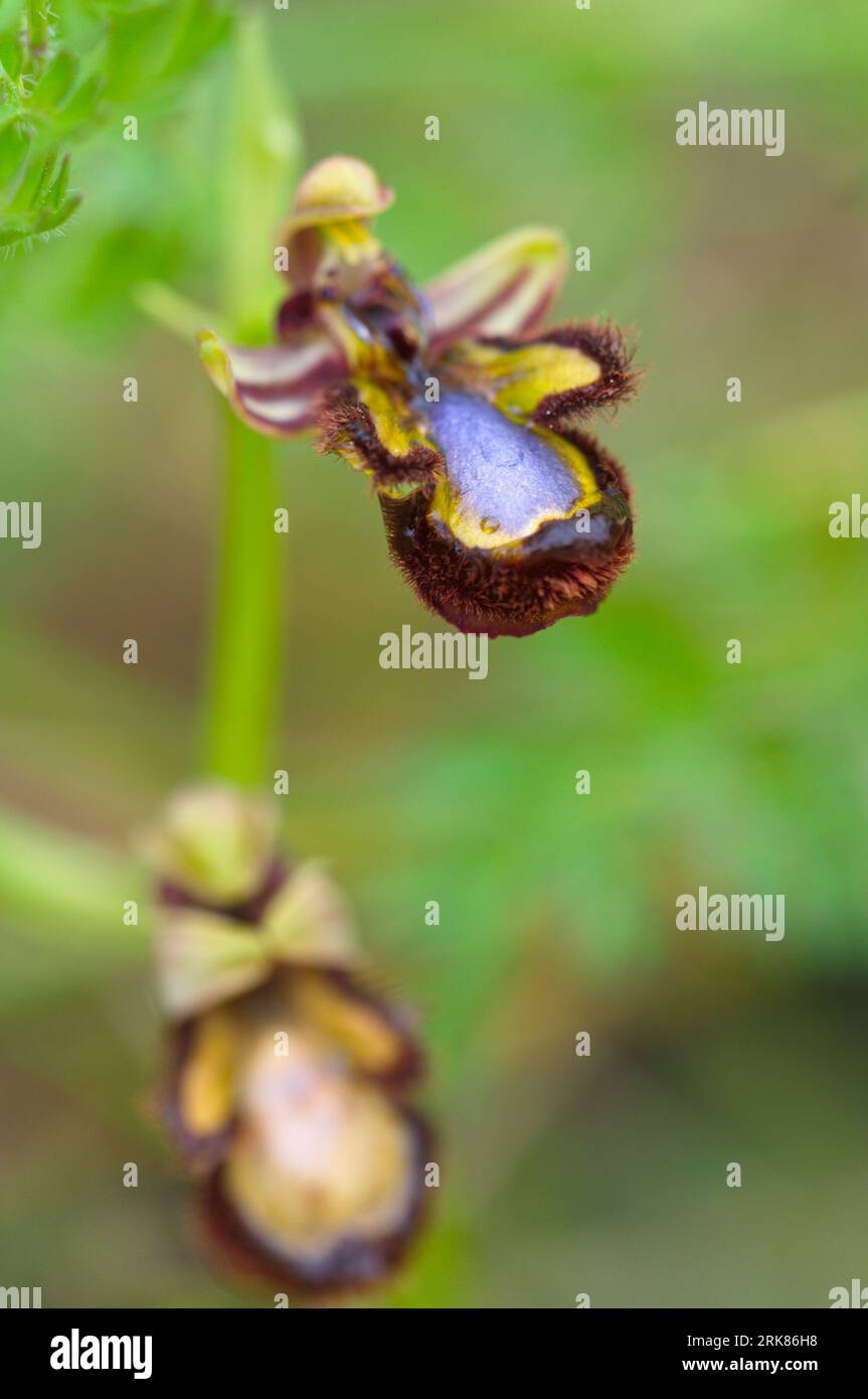 Specchio Orchidea, Ophrys speculum. Orquidea abeja espejo. Foto Stock