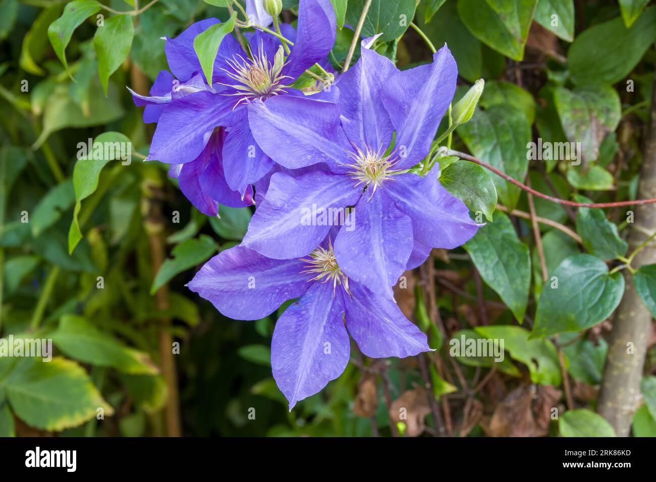 primo piano di graziosi fiori di clematis viola Foto Stock