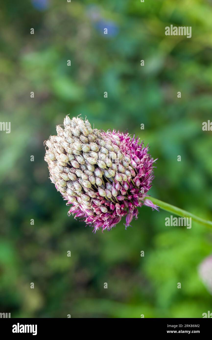 primo piano dell'aglio a testa tonda allium sphareocephalon Foto Stock