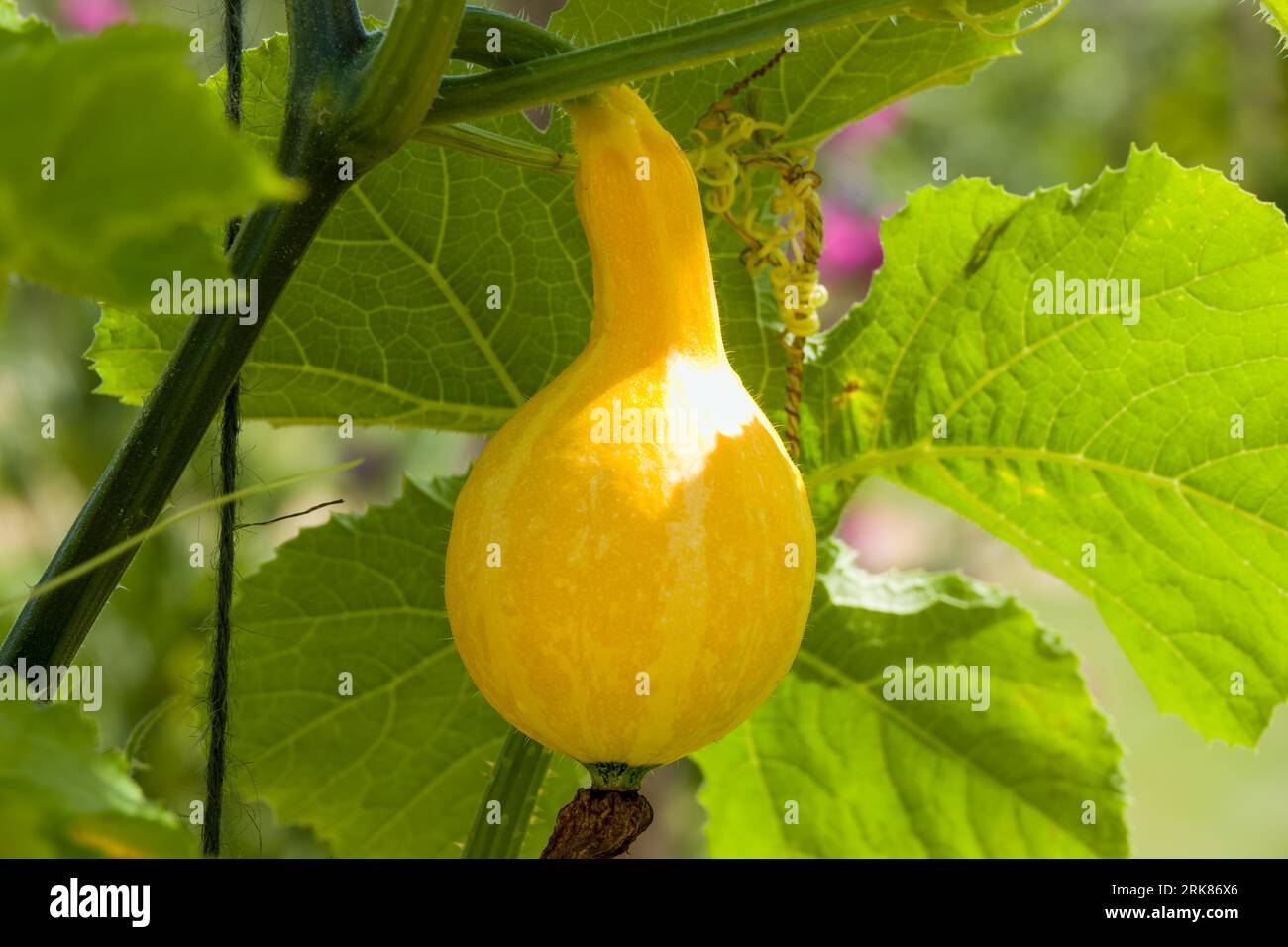 primo piano della zucca amara che cresce sulla vite Foto Stock