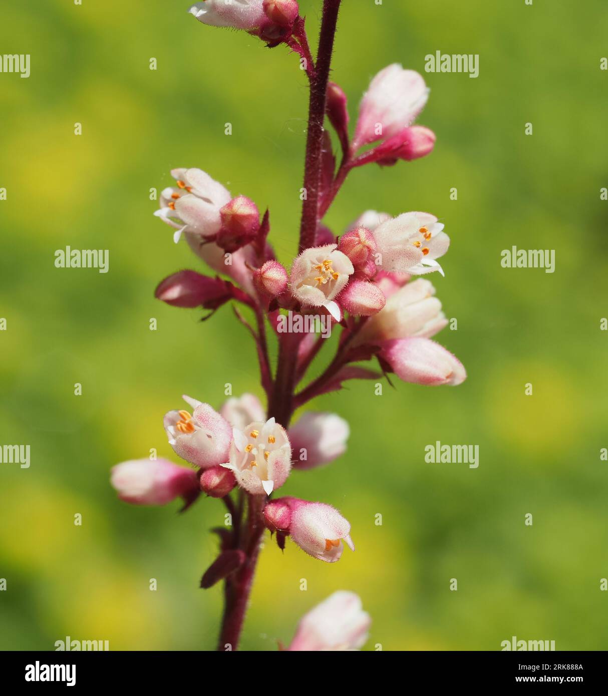 Campane coralline rosa (dettaglio primo piano). Nome scientifico: Heuchera sanguinea. Famiglia: Saxifrages. Ordine: Rosales. Regno: Plantae. Foto Stock